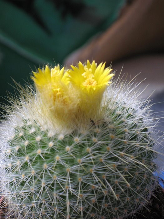 Parodia chrysacanthion