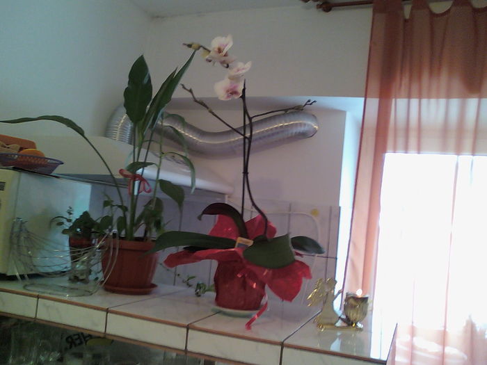 orhidee; cadou  de la nora mea

