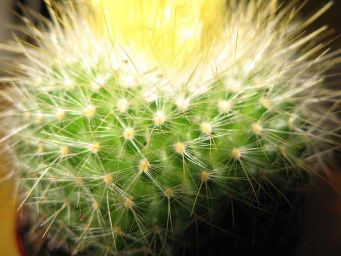 Parodia chrysacanthion