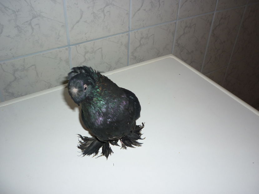 F 12233 - Jucatori de Botosani poze