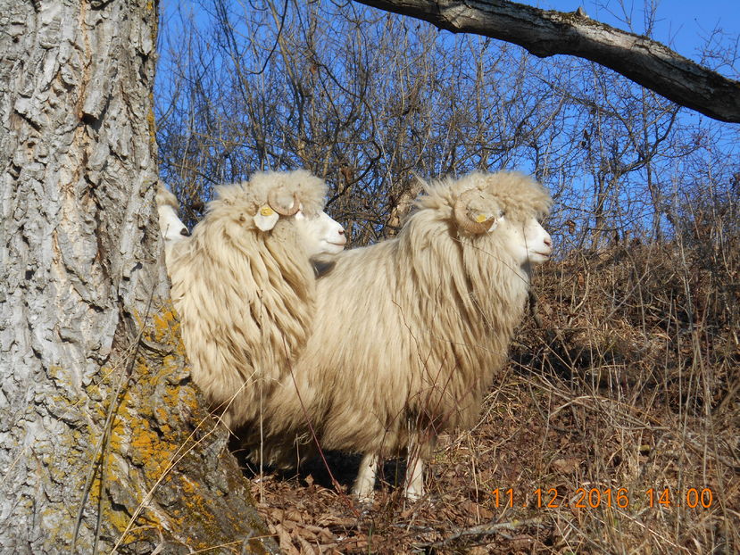 Picture 124 - Balele 2016-2017