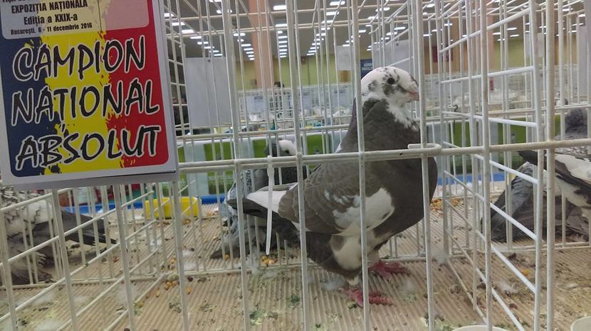 F-2014 (97pct) Bucuresti 2016