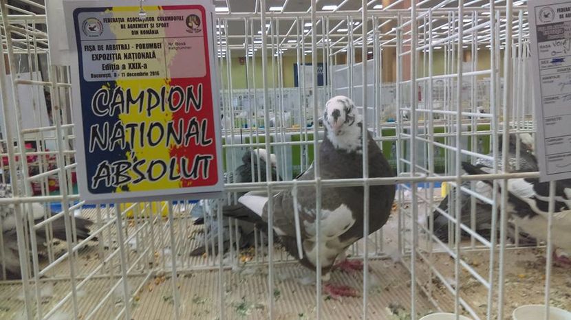 F-2014 (97pct) Bucuresti 2016