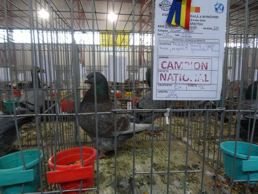 M-2015 (96 pct) Caransebes 2016