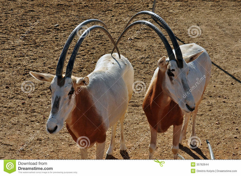 two-scimitar-horned-oryx-antelopes-mammal-animal-extinct-wild-35762644 - Animale in lume