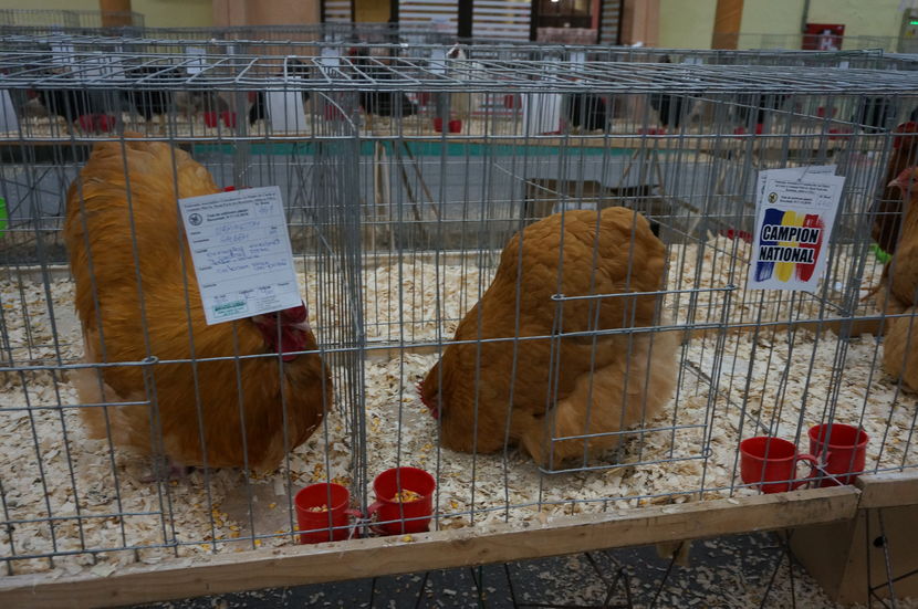  - 2-campioni gaini