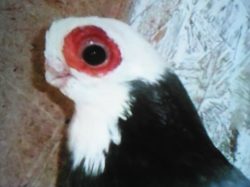 JUCĂTOR DE PRAGA - SELECTIV