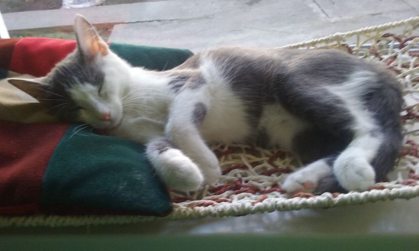 sunt obosita caci m-am ratacit de acasa 2 zile - ELSA