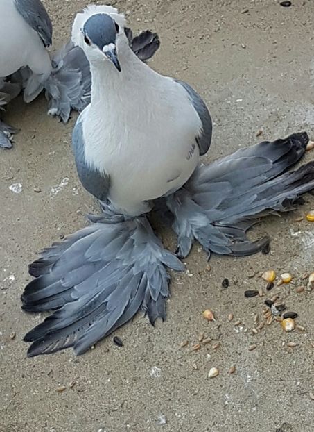 Mascul2016.Dnu.Razvan.Loc.SCURTESTI.Jud.PRAHOVA - 8___-PERSOANE CU CARE AM COLABORAT- VANZARI