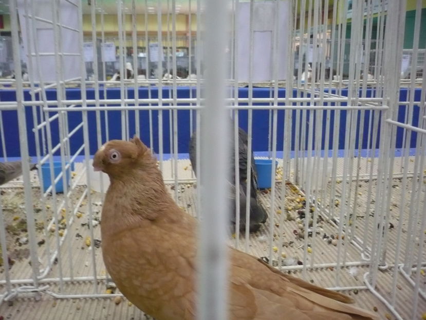  - PORUMBEI LA EXPO BUCURESTI 2016