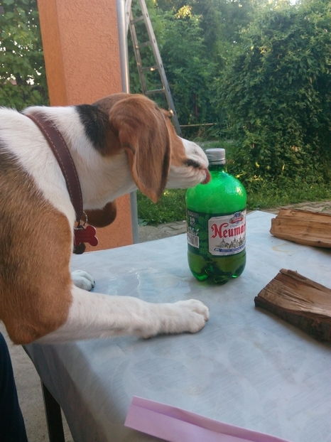 Bautura preferata a catelului :))