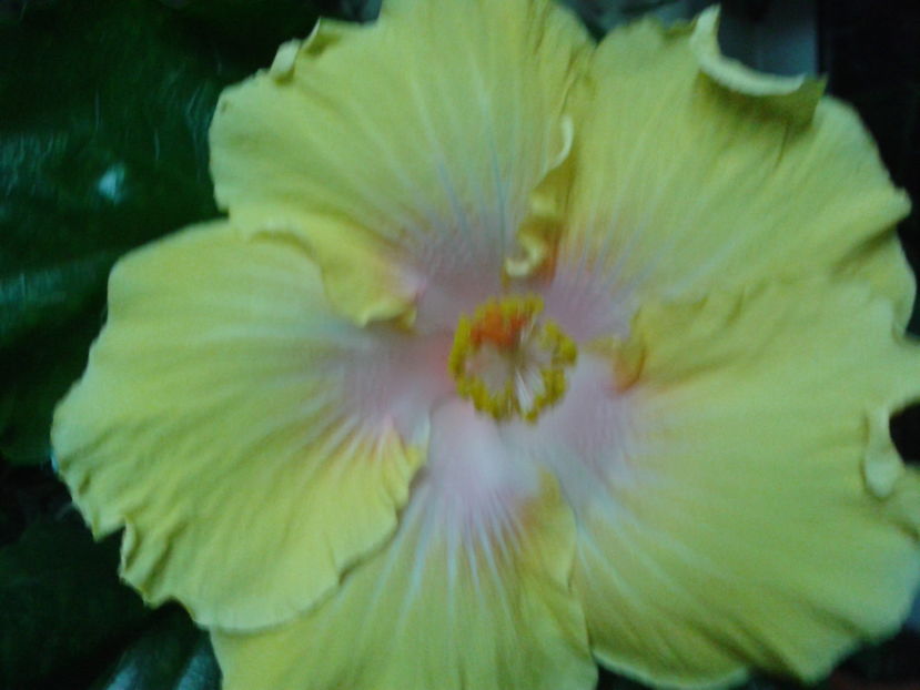 THE PATH - HIBISCUS 2016