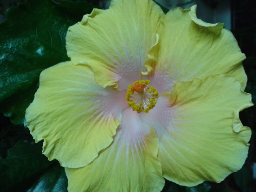 Fotografie0369_1 - HIBISCUS 2016