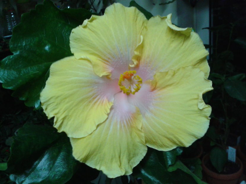 Fotografie0368_1 - HIBISCUS 2016