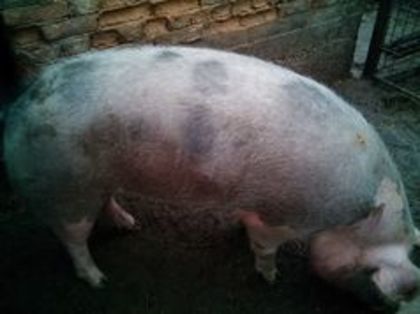 DE VANZARE - PORCI