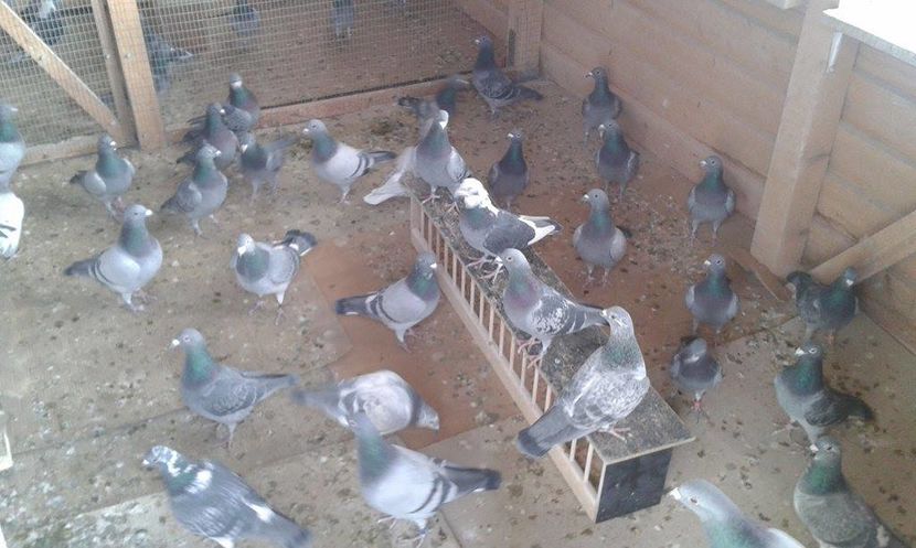 Masculi decembrie 2016