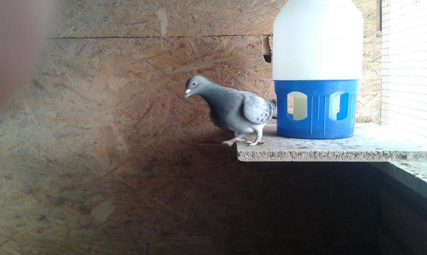 Fiica campion G.Bleau 2015