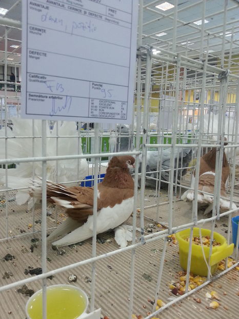 F  vanduta pt. expo Dubai