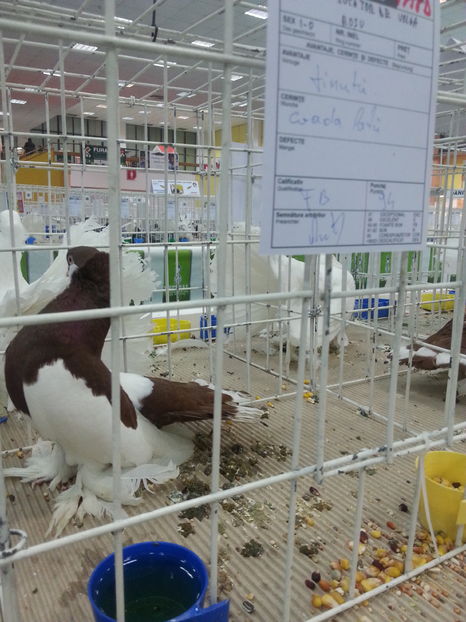  - Expozitia Nationala Bucuresti 2016