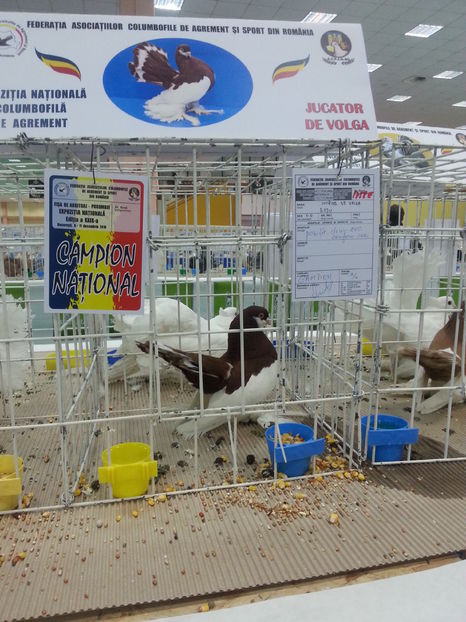  - Expozitia Nationala Bucuresti 2016