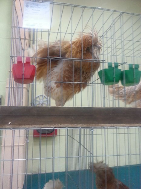  - Expozitia Nationala Bucuresti 2016