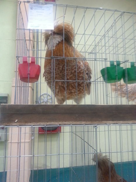  - Expozitia Nationala Bucuresti 2016