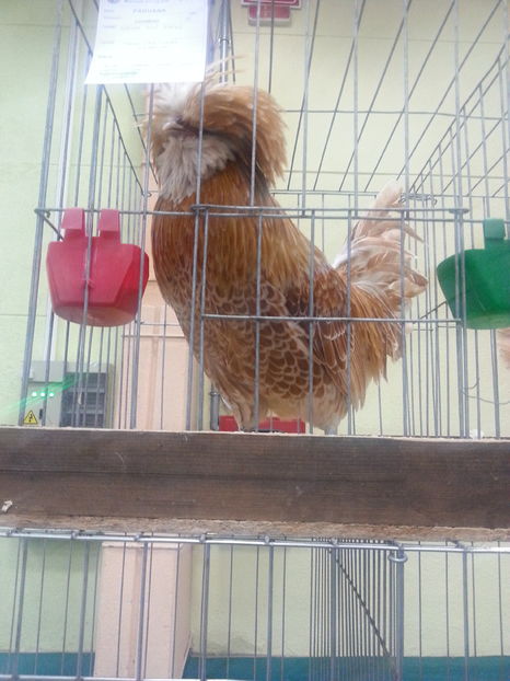  - Expozitia Nationala Bucuresti 2016