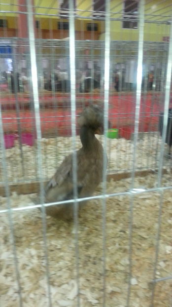  - Expozitia Nationala Bucuresti 2016