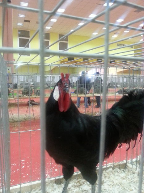  - Expozitia Nationala Bucuresti 2016