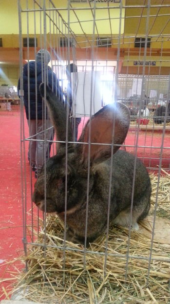  - Expozitia Nationala Bucuresti 2016