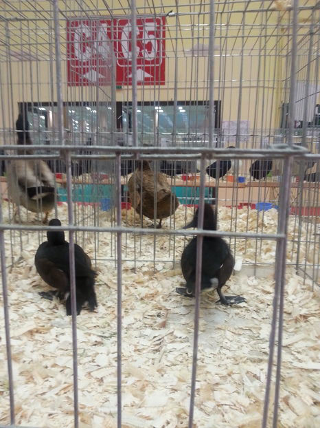  - Expozitia Nationala Bucuresti 2016