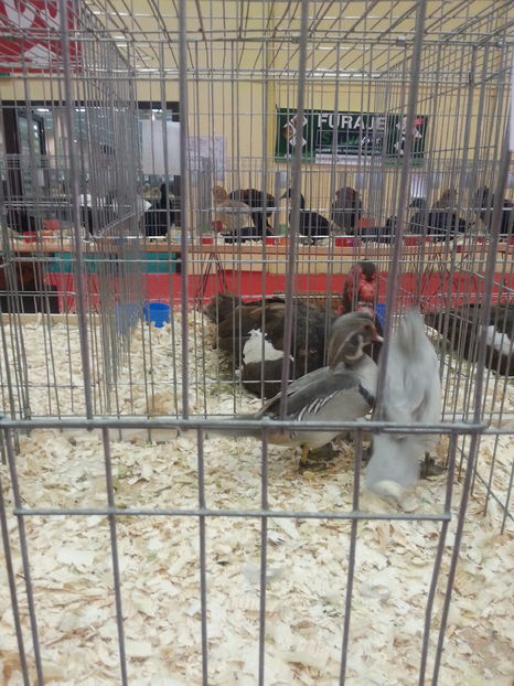  - Expozitia Nationala Bucuresti 2016