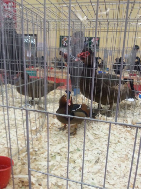  - Expozitia Nationala Bucuresti 2016