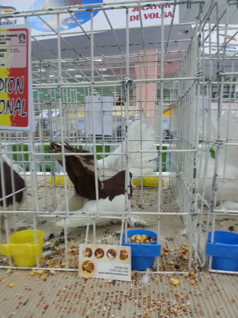  - Expozitia Nationala Bucuresti 2016