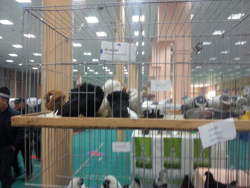  - Expozitia Nationala Bucuresti 2016