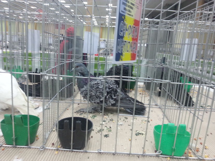  - Expozitia Nationala Bucuresti 2016