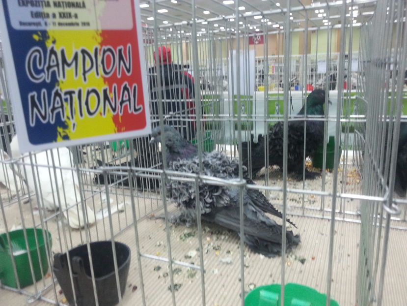  - Expozitia Nationala Bucuresti 2016