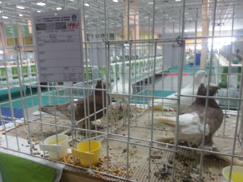  - Expozitia Nationala Bucuresti 2016