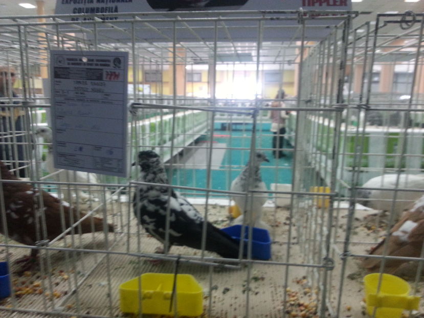  - Expozitia Nationala Bucuresti 2016