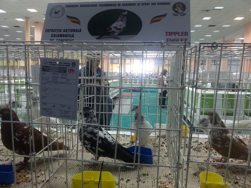  - Expozitia Nationala Bucuresti 2016