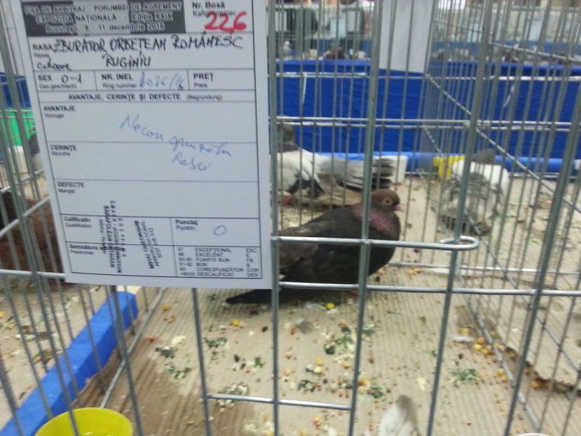  - Expozitia Nationala Bucuresti 2016