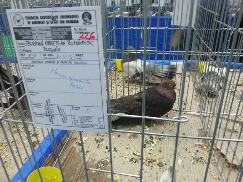 Pt.Radu .... - Expozitia Nationala Bucuresti 2016