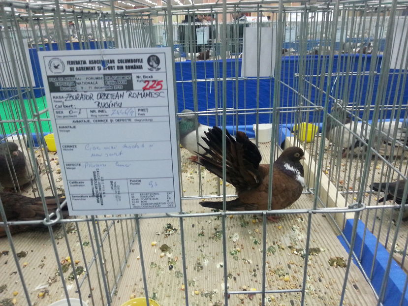  - Expozitia Nationala Bucuresti 2016