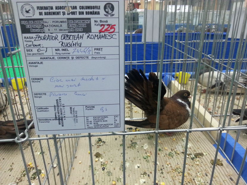  - Expozitia Nationala Bucuresti 2016