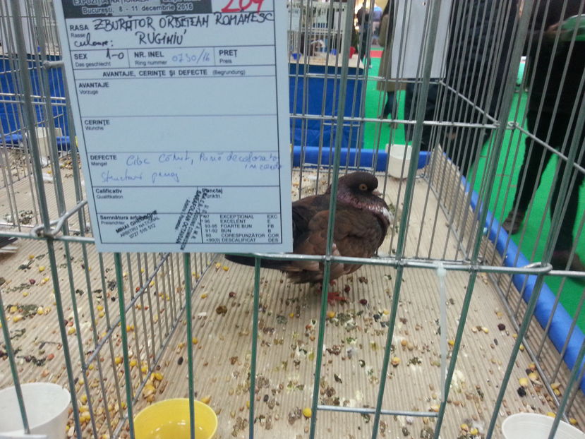  - Expozitia Nationala Bucuresti 2016