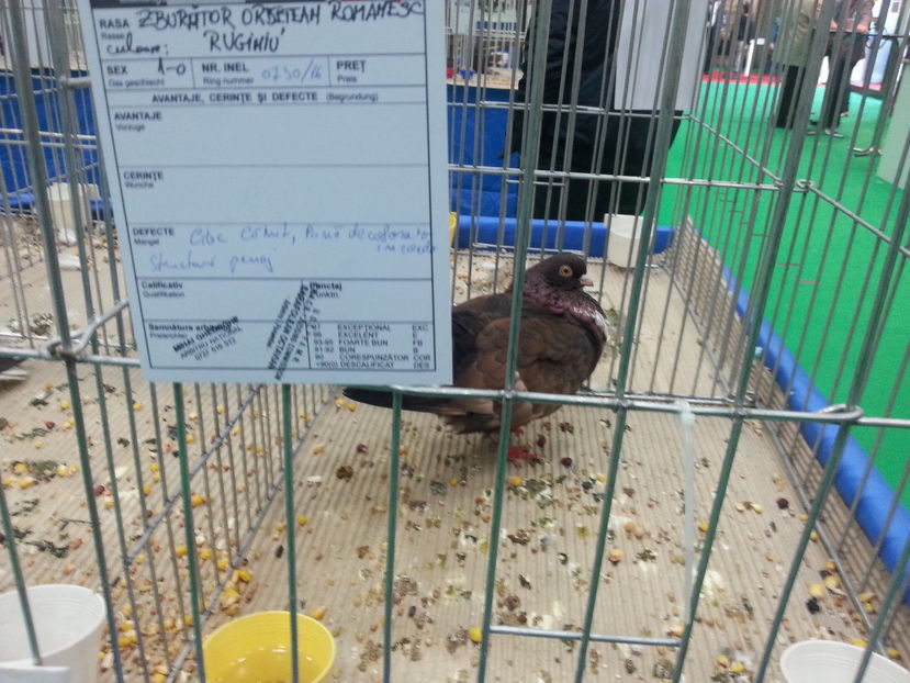  - Expozitia Nationala Bucuresti 2016