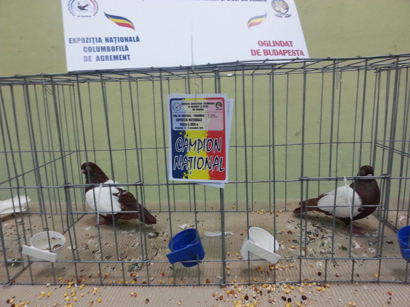  - Expozitia Nationala Bucuresti 2016