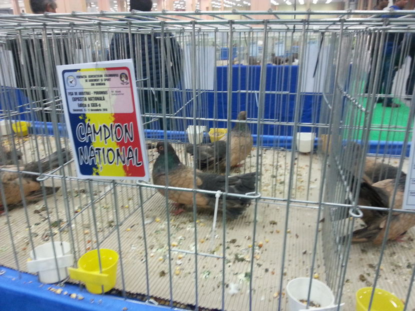  - Expozitia Nationala Bucuresti 2016