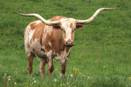 cattlefolk-longhorn