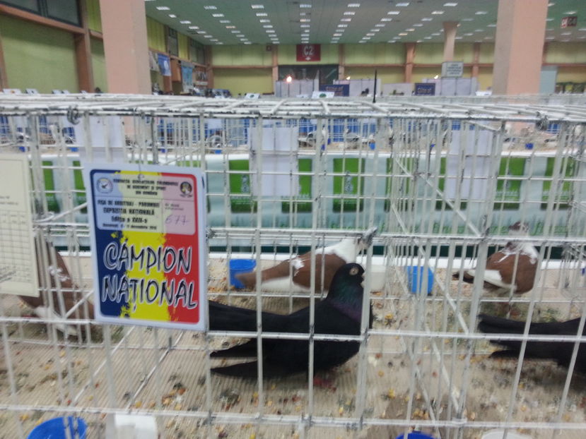  - Expozitia Nationala Bucuresti 2016